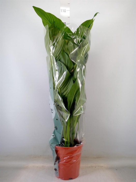 <h4>Spathiphyllum  'Sweet Lauretta'</h4>