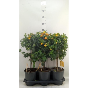 Lantana camara 'Simon Orange'