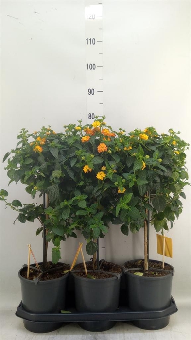 <h4>Lantana camara 'Simon Orange'</h4>