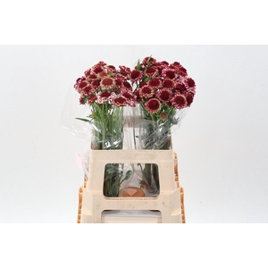 Scab At Sw Che Scoop