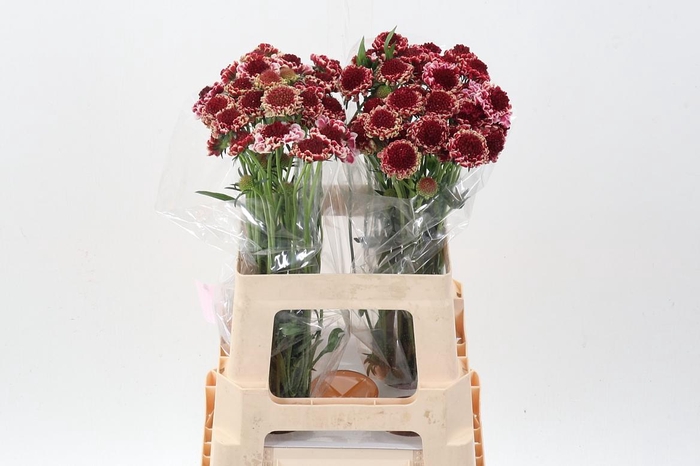 <h4>Scab At Sw Che Scoop</h4>