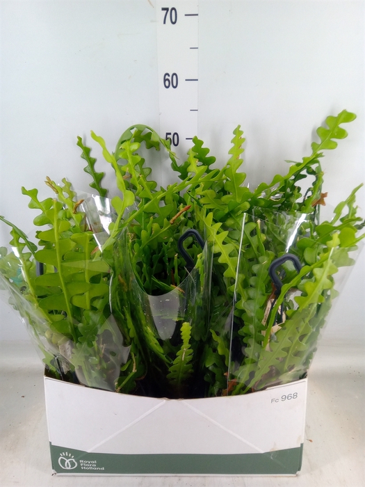 <h4>Epiphyllum anguliger</h4>