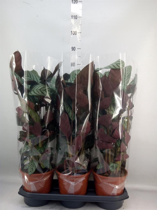 <h4>Ctenanthe setosa 'Compactstar'</h4>
