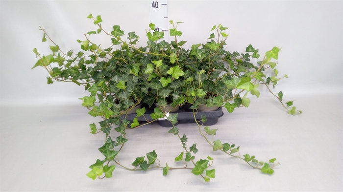 <h4>Hedera hibernica</h4>