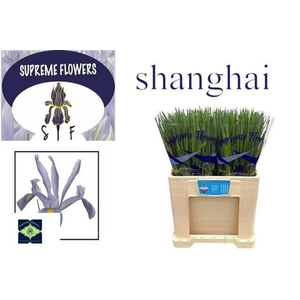 IRIS SHANGHAI