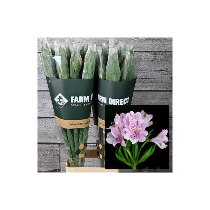 <h4>Alstro Mila 70gr</h4>