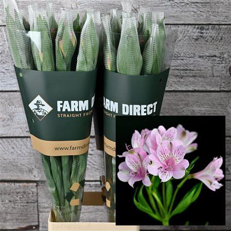 <h4>Alstro Mila 70gr</h4>