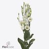 Lisianthus si piccolo white