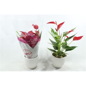 0983 Anthurium KER