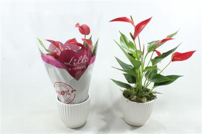 <h4>0983 Anthurium KER</h4>