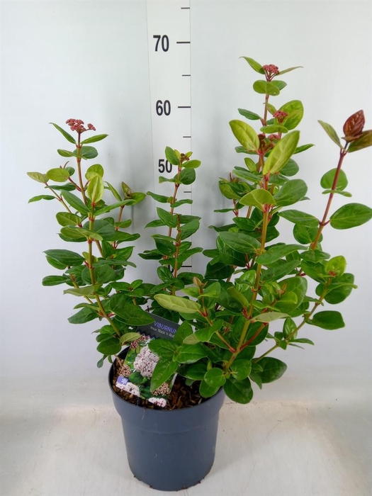 <h4>Viburnum tinus</h4>