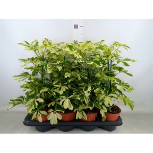 Schefflera arbor. 'Charlotte'