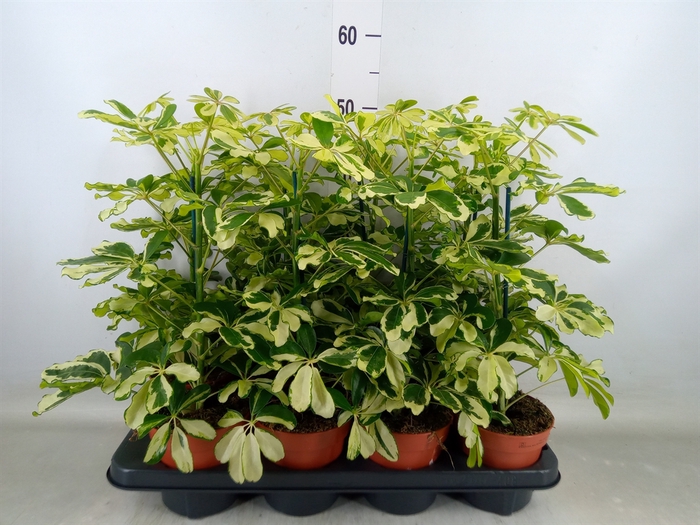 <h4>Schefflera arbor. 'Charlotte'</h4>