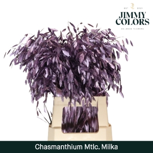 Chasmanthium L70 Metallic Milka