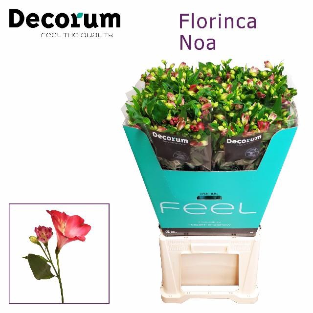 <h4>Alstroemeria fl noa</h4>
