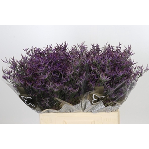 Limonium ov Safora Lilac