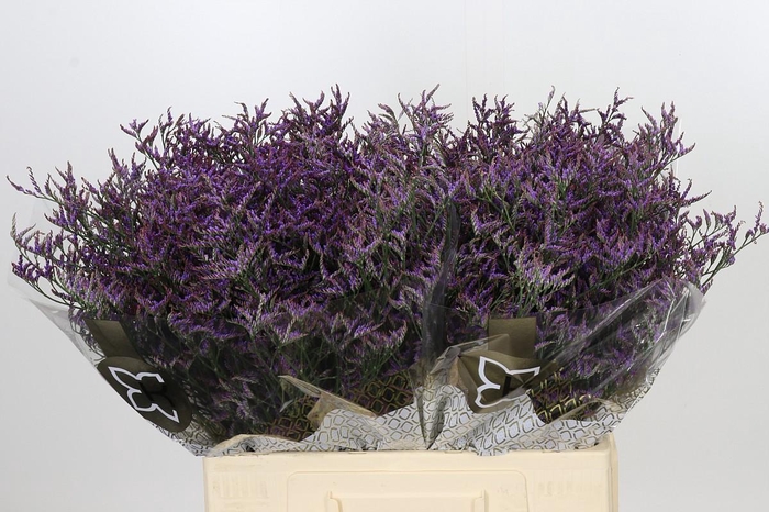 <h4>Limonium ov Safora Lilac</h4>