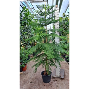 Araucaria 300