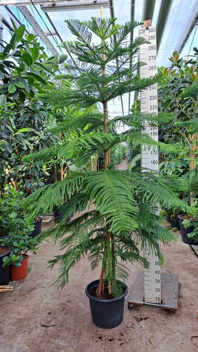 <h4>Araucaria 300</h4>