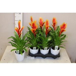 ARR BROMELIA
