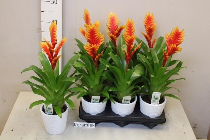 <h4>ARR BROMELIA</h4>