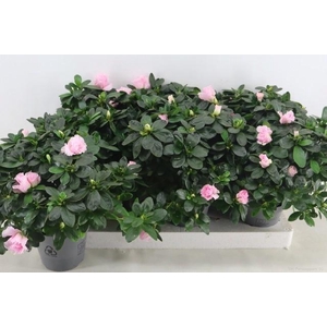 RHODO SI HULSTEN