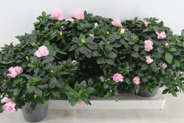<h4>RHODO SI HULSTEN</h4>