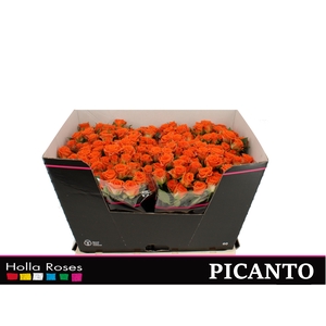 Picanto