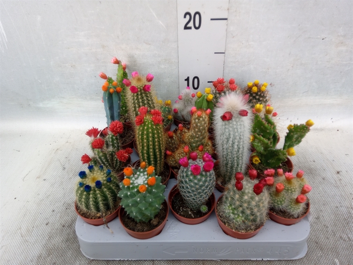 <h4>Cactus   ...decorated</h4>