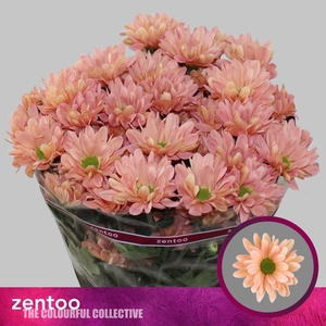 Chr. Tr 'Katinka Salmon'