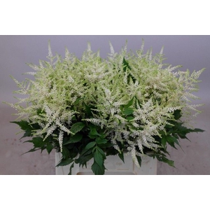 Astilbe Washington Rutgrink