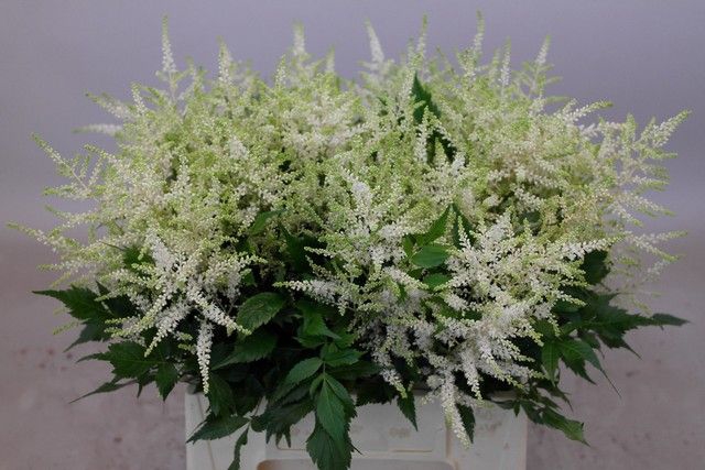 <h4>Astilbe Washington Rutgrink</h4>