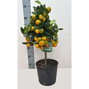 CITR MICROCARPA