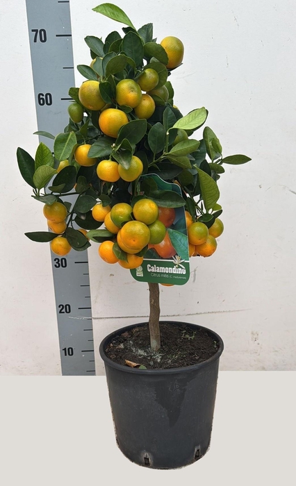 <h4>CITR MICROCARPA</h4>