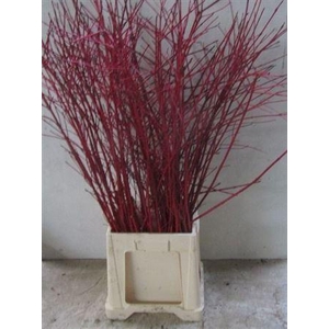 Cornus Alba Sibirica Vertakt