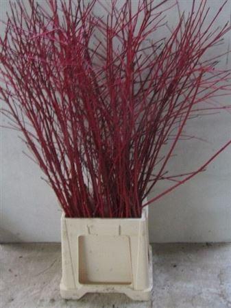 <h4>Cornus Alba Sibirica Vertakt</h4>