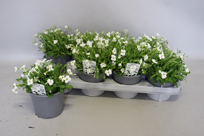 <h4>Aubrieta Wit</h4>