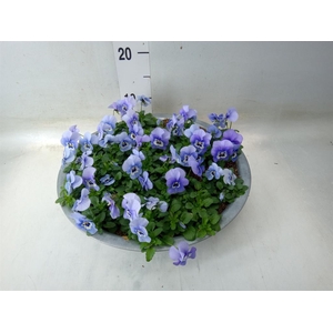 Viola corn. 'Endurio Sky Blue Mart'