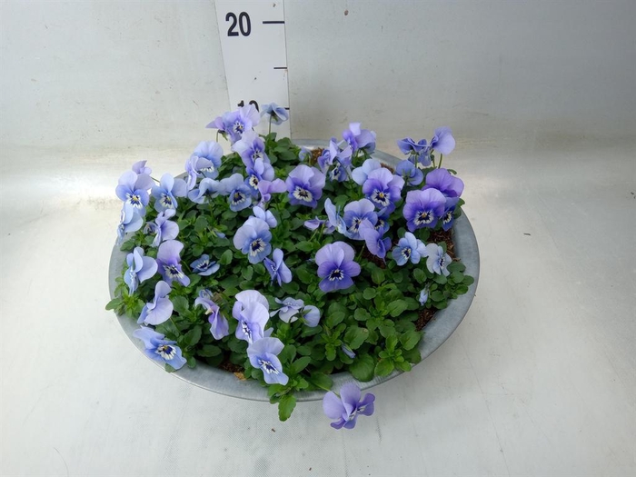<h4>Viola corn. 'Endurio Sky Blue Mart'</h4>