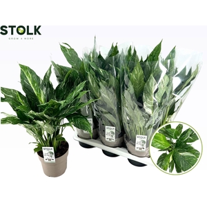 Spathiphyllum Diamond 17cm 'Variegata'