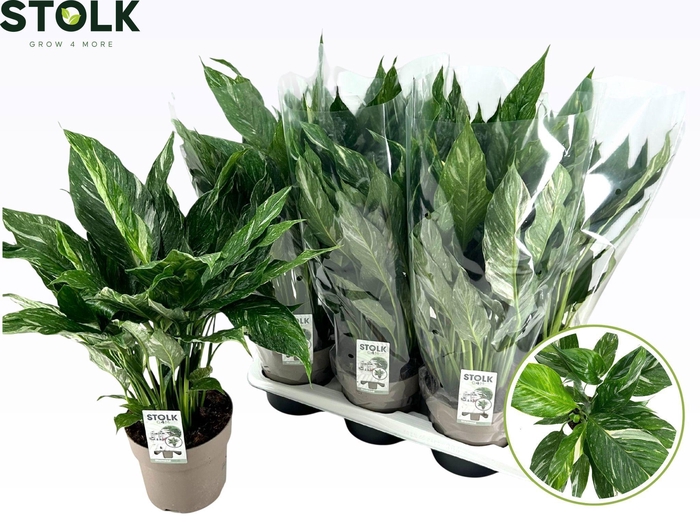 <h4>Spathiphyllum Diamond 17cm 'Variegata'</h4>