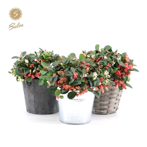 Gaultheria pr. 'Big Berry'® P15 in Added Value Mix