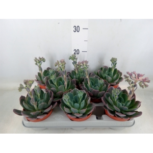 Echeveria  'Blue Prince'