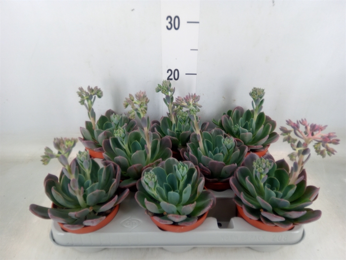 <h4>Echeveria  'Blue Prince'</h4>