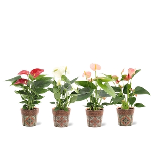 Anthurium 7 cm 4 color mix in Jakarta ceramics