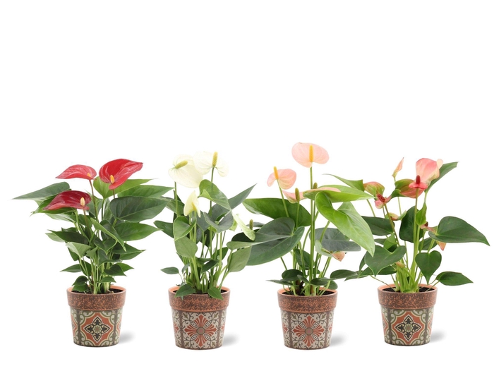 <h4>Anthurium 7 cm 4 color mix in Jakarta ceramics</h4>