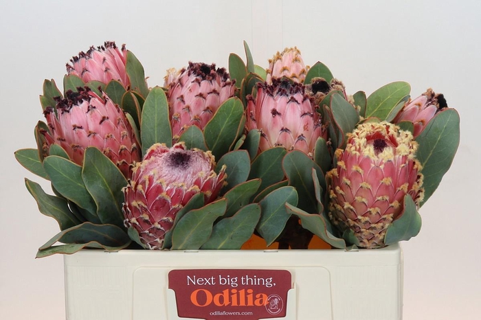 <h4>PROTEA MAGNIFICA</h4>