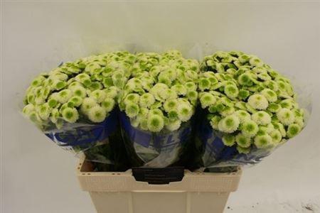 <h4>Chr San Maverick</h4>