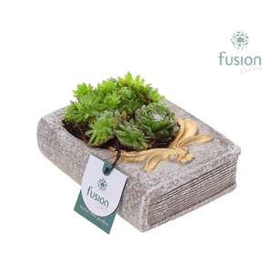 Allerheiligen Boek met Sempervivum