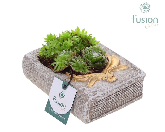 <h4>Allerheiligen Boek met Sempervivum</h4>